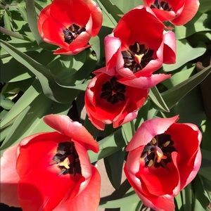 Meet your Posher, Lacy ann